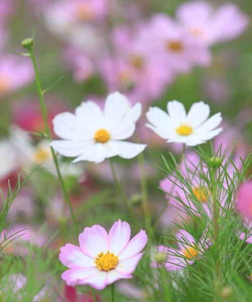 象征幸福和美好的格桑花是什么？格桑花的文化意义？