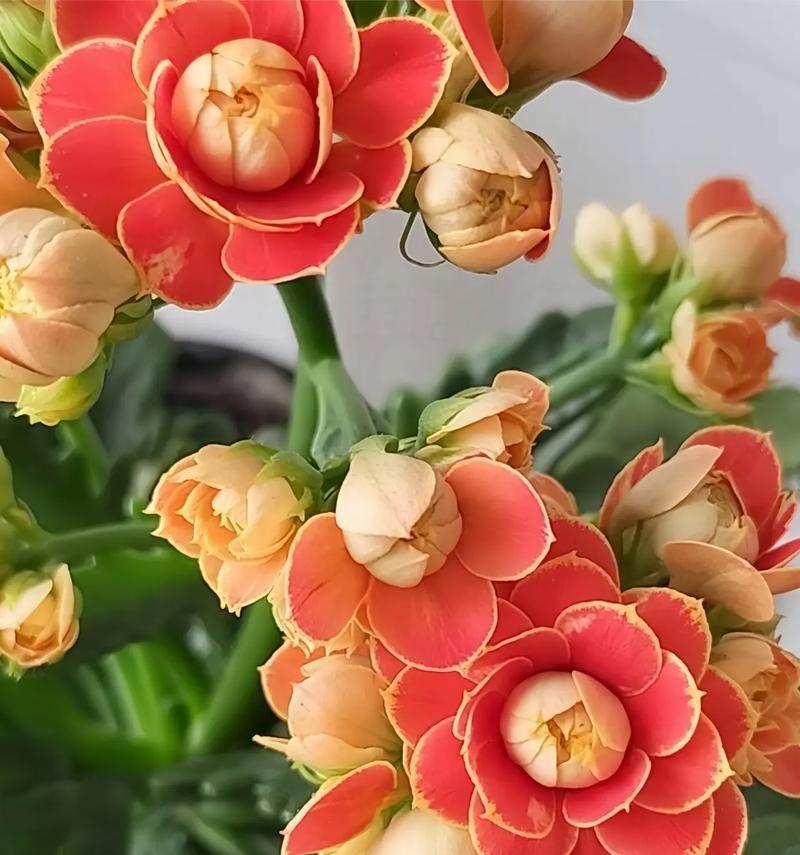 哪种花表示健康的好寓意？健康花的花语是什么？
