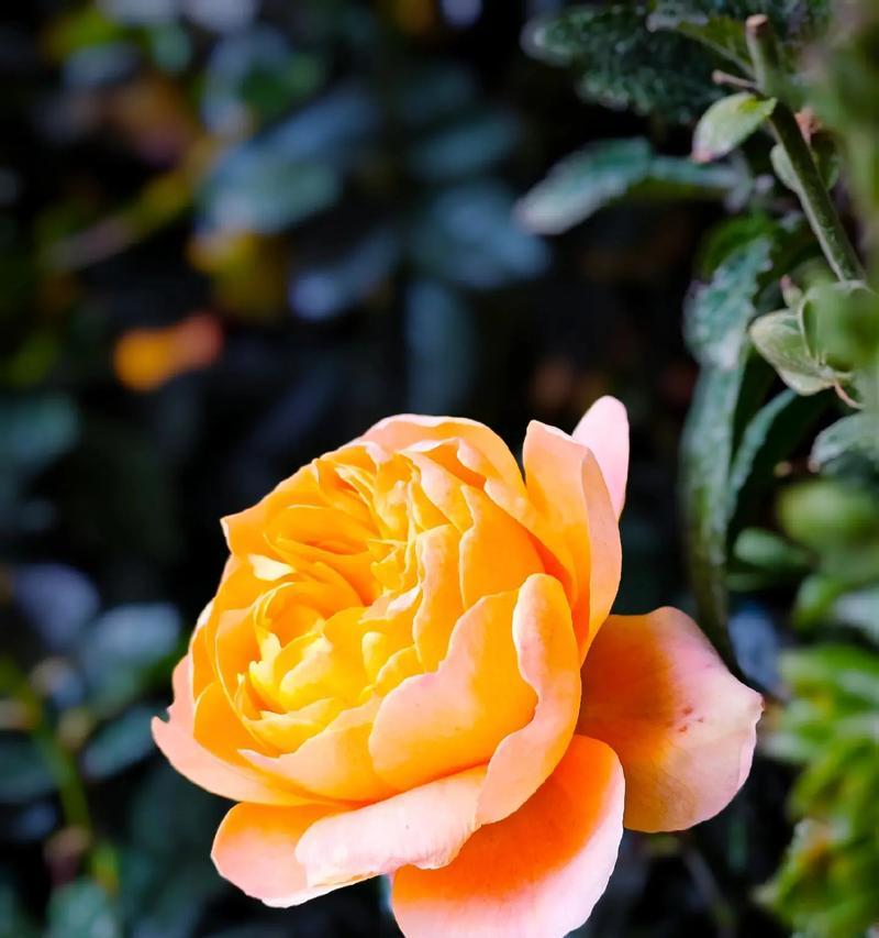 蓝黄色的花有什么含义吗？蓝黄色花代表什么？