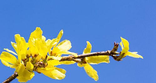 蓝黄色的花有什么含义吗？蓝黄色花代表什么？
