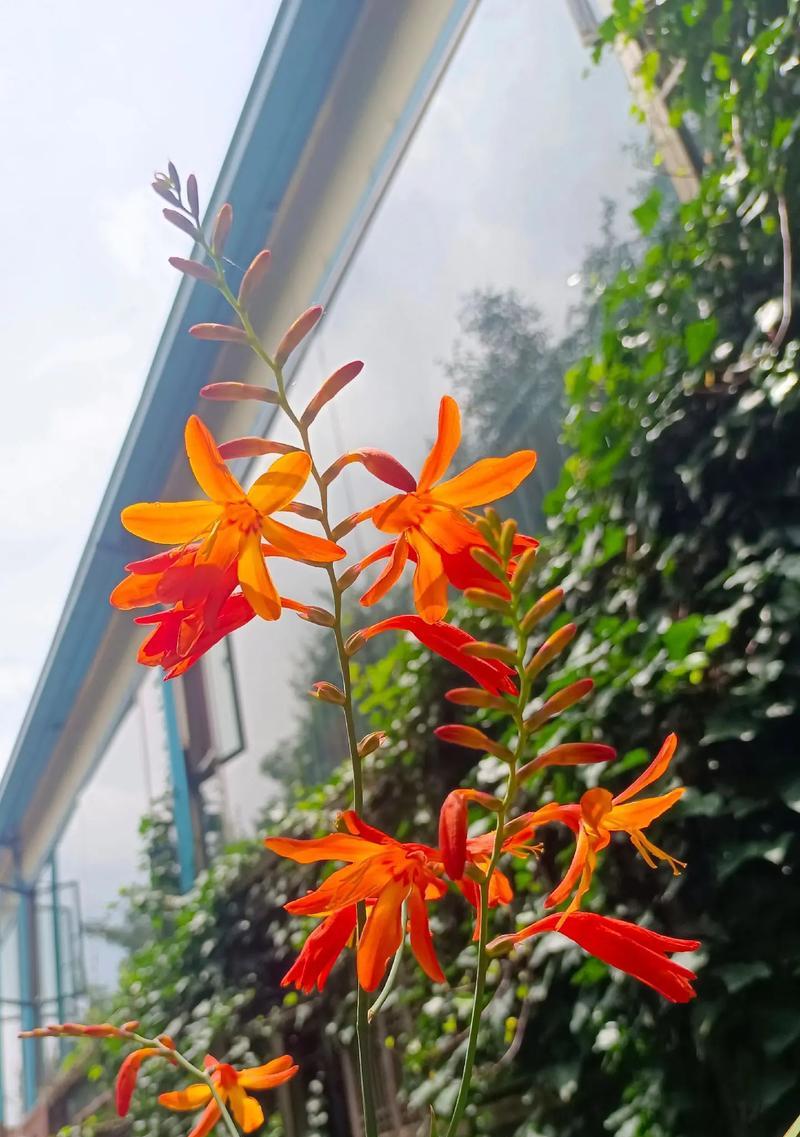蓝黄色的花有什么含义吗？蓝黄色花代表什么？