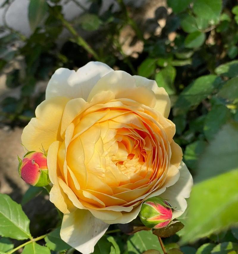 黑色蔓藤花语是什么？
