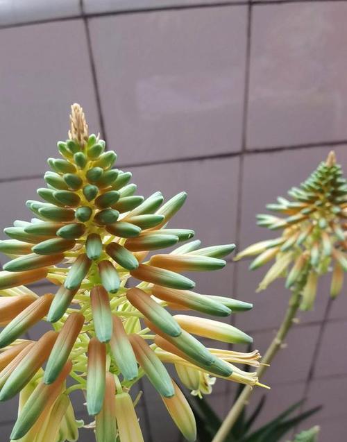 黑色蔓藤花语是什么？