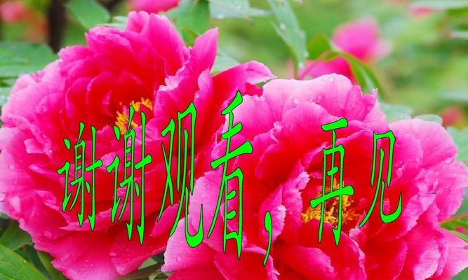 头部健康的花语有哪些？如何通过花语表达？