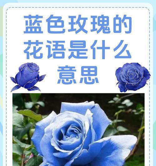 头部健康的花语有哪些？如何通过花语表达？