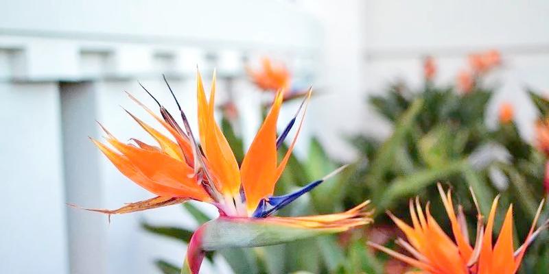 哪些花象征自由和幸福？