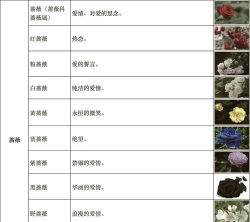 情人节送月季花有何含义？它代表了哪种情感？
