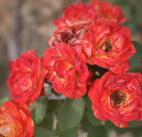 情人节送月季花有何含义？它代表了哪种情感？