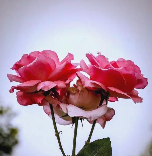 情人节送月季花有何含义？它代表了哪种情感？