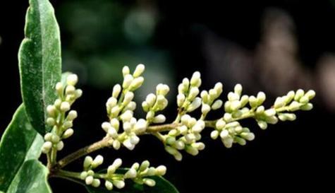 寓意悲剧的花黑色有哪些？它们各自象征着什么？