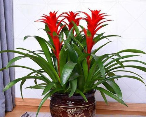 哪些花象征鸿运？送这些花有什么特别的寓意？