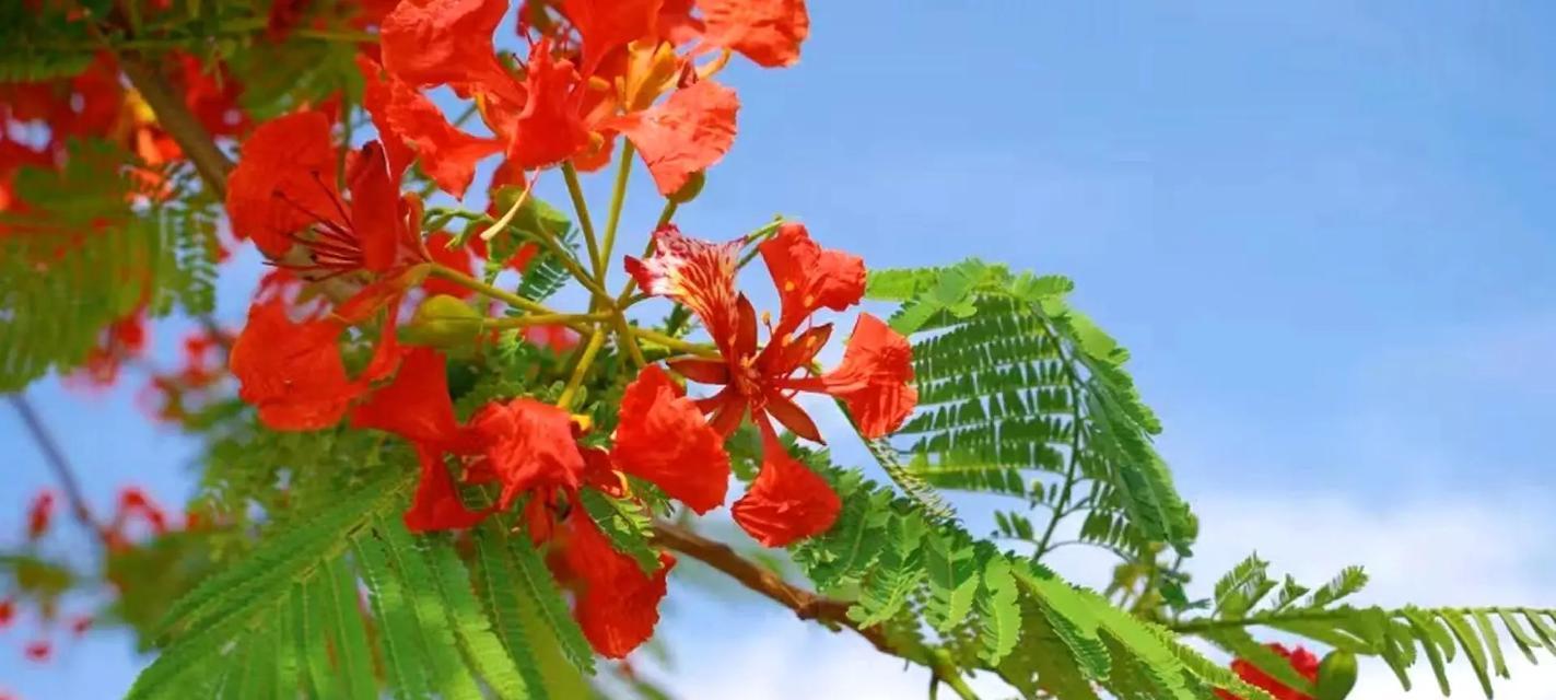 哪些花象征鸿运？送这些花有什么特别的寓意？