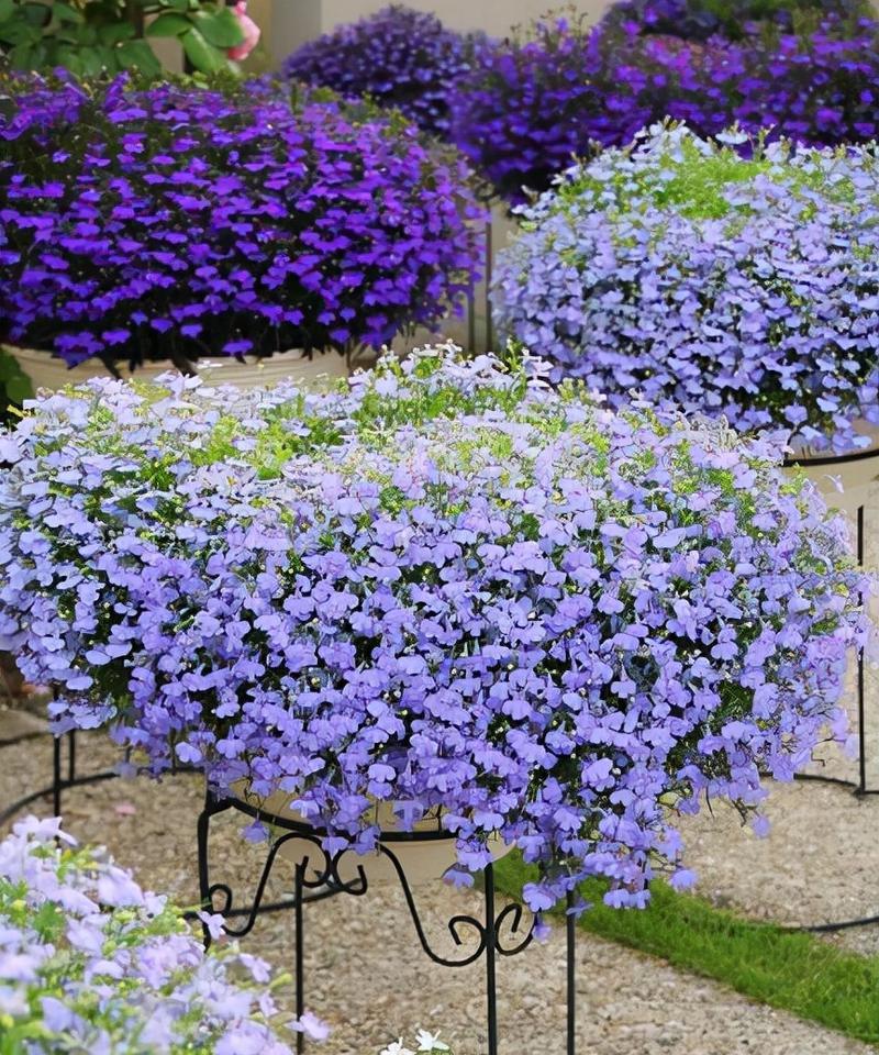 蓝色主题的花有哪些？蓝色花的寓意是什么？