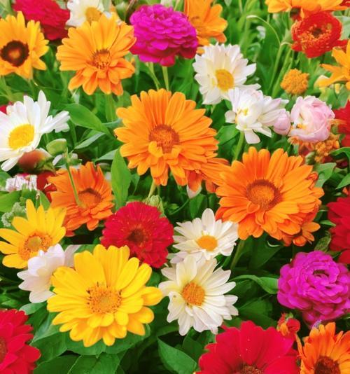 花的颜色没有特定含义吗？每种颜色的花代表什么？