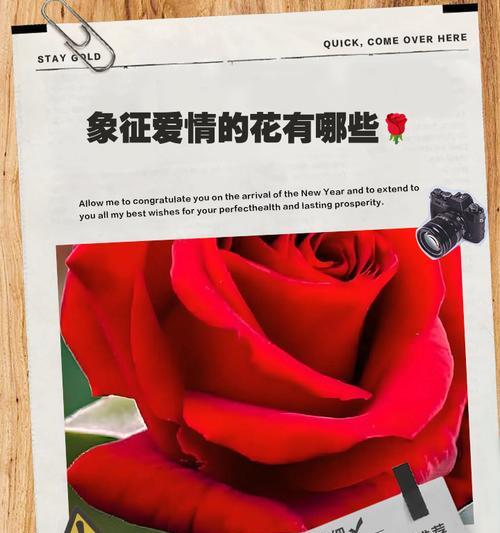 哪种花寓意着冒险的爱情？冒险爱情的花语是什么？