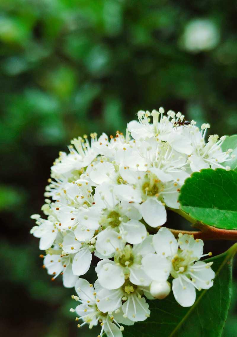白色带黑斑玫瑰花代表什么？这种花的寓意是什么？