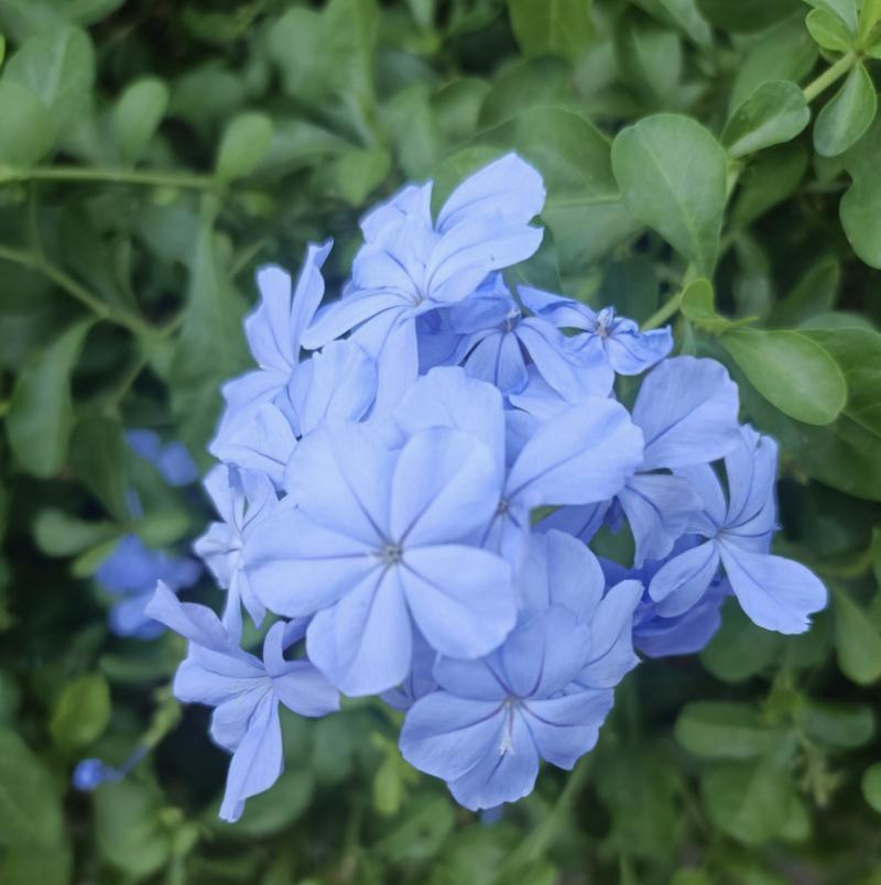 蓝色花象征什么？为何蓝色花常有凄美寓意？