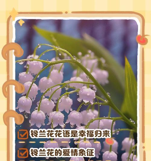 哪些花寓意与爱情相关？它们的花语是什么？