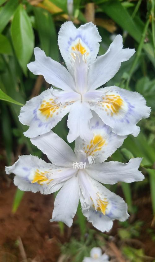 哪种花代表有意义的爱情？爱情有意义的花有哪些？