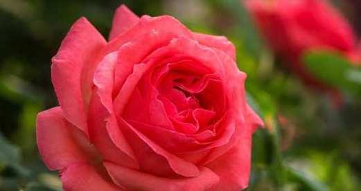 渐变色月季花的花语是什么？渐变色月季的寓意有哪些？