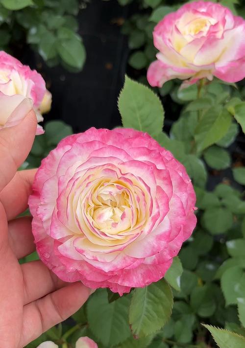 渐变色月季花的花语是什么？渐变色月季的寓意有哪些？