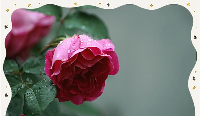 渐变色月季花的花语是什么？渐变色月季的寓意有哪些？