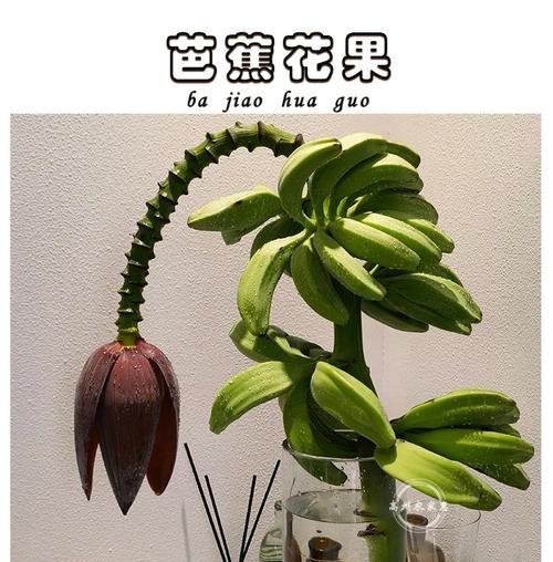 老人拜芭蕉花有什么特别的含义？