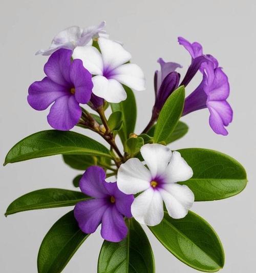 象征爱情的美花有哪些？它们各自代表什么？