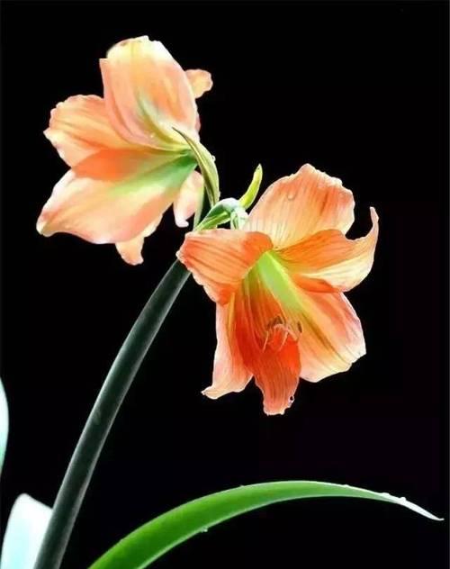 两生花代表什么爱情？两生花的寓意有哪些？