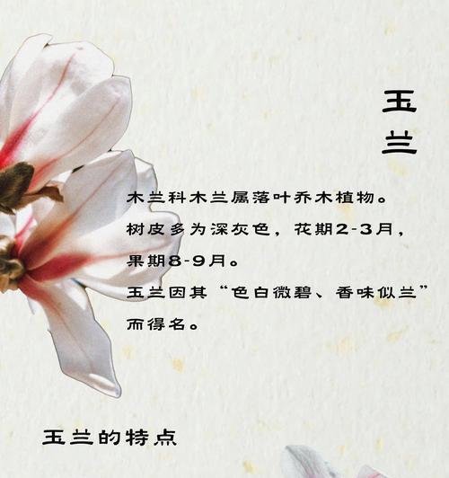 不同颜色的花都有哪些特别的含义？
