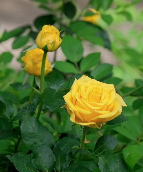 黄色小香风花的花语是什么？它象征着什么？