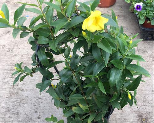 黄色小香风花的花语是什么？它象征着什么？