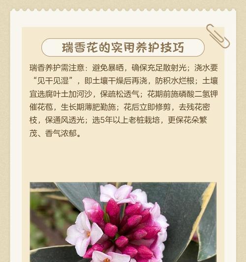 微信春节花语有哪些？如何发送？