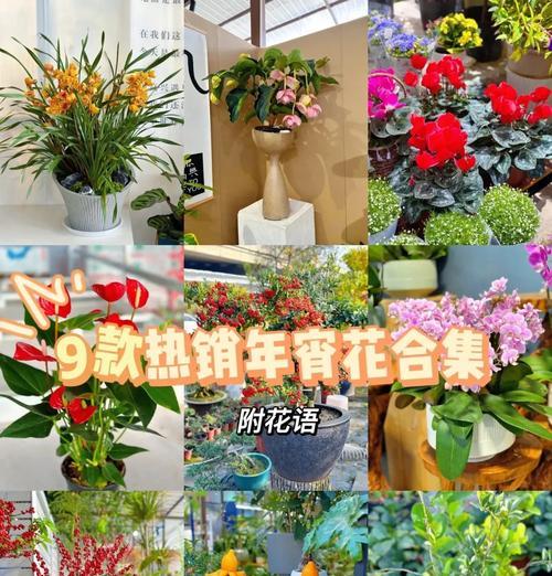 微信春节花语有哪些？如何发送？