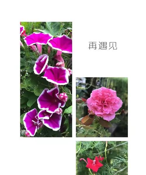 荣城花语大全有哪些？如何用花语表达祝福？