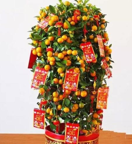 什么花寓意平安幸福？如何选择寓意平安的花卉？