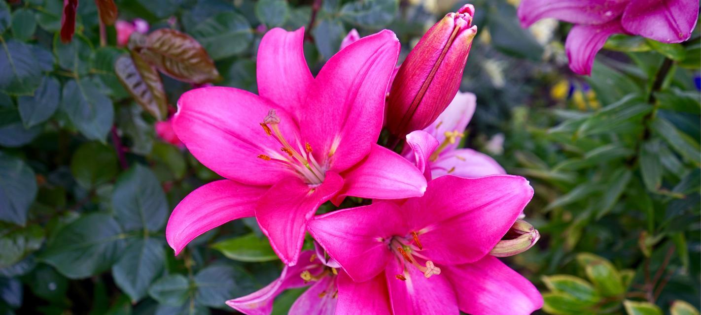 生日送粉色百合花代表什么？