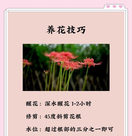 彼岸花紫红色有何寓意？紫红色彼岸花的象征意义是什么？