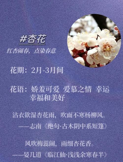花语与季节和日期有何关联？