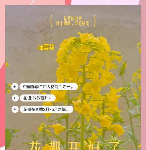 花语与季节和日期有何关联？