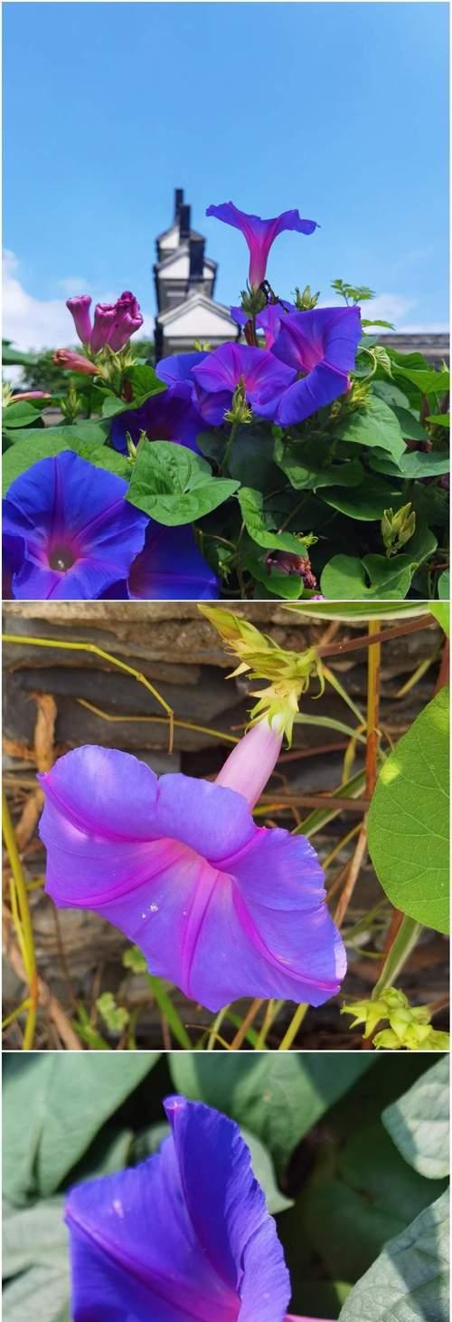 哪种花象征美丽爱情？美丽爱情的花有哪些寓意？