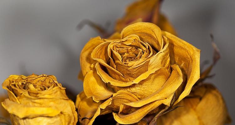金色的花有哪些？它们的寓意是什么？