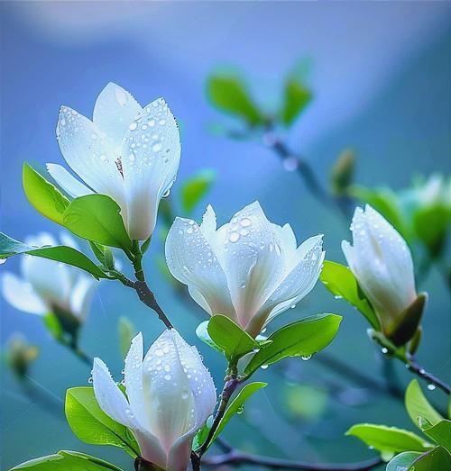 象征和谐温馨的花是什么？哪些花卉代表和谐与温馨？