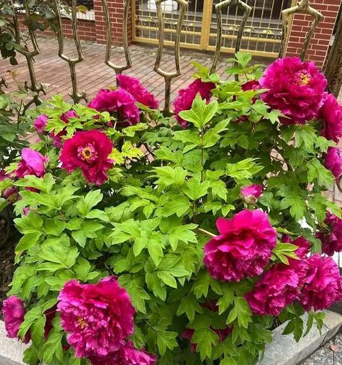 象征和谐温馨的花是什么？哪些花卉代表和谐与温馨？