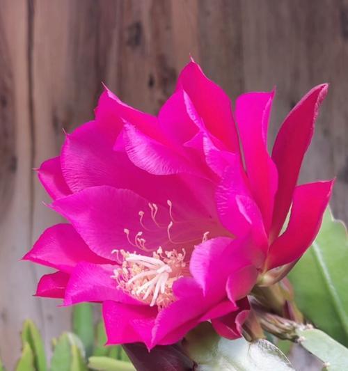 小小的粉色花象征什么？粉色小花的寓意是什么？