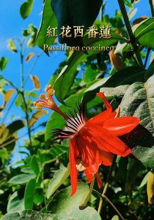 哪种花代表平庸的爱情？平庸爱情的花语是什么？