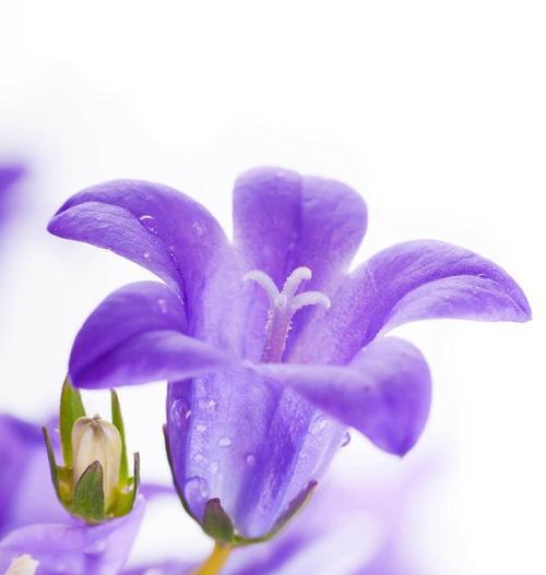 紫色罗勒花的花语是什么？它在花语中代表什么寓意？