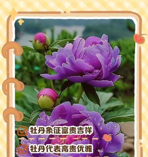 盘花如何象征幸福？它有哪些特别的寓意？