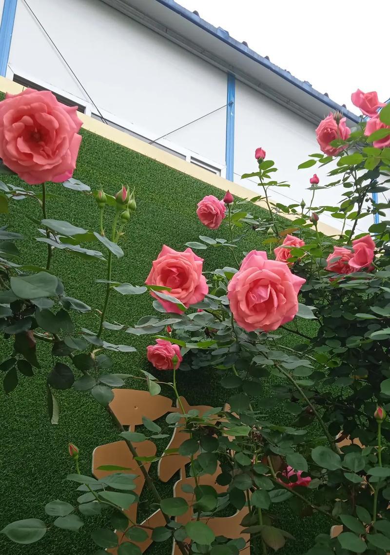 白色蓝铃花的花语和寓意是什么？了解白色蓝铃花的深层含义。352