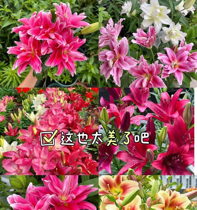 红色重瓣百合花寓意是什么？